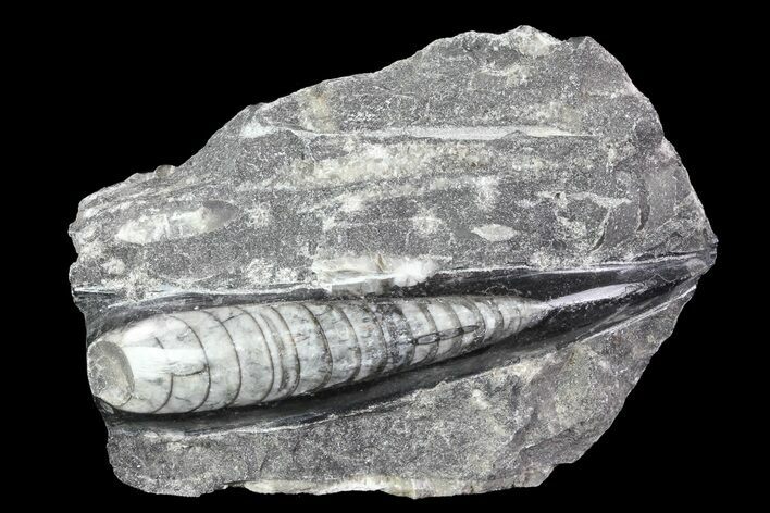 Polished Orthoceras (Cephalopod) Fossils - Morocco #84040